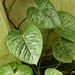 Philodendron sodiroi - Photo (c) Marietjie Dekker, all rights reserved, uploaded by Marietjie Dekker