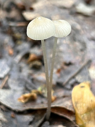 Snapping Bonnet
