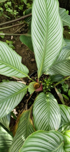 Calathea argyrophylla