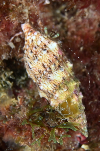 Horn Shell