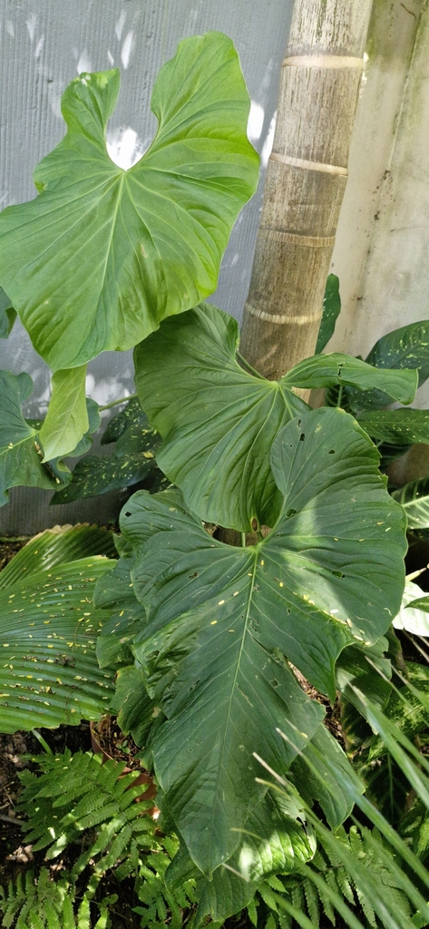 Anthurium balaoanum  iNaturalist
