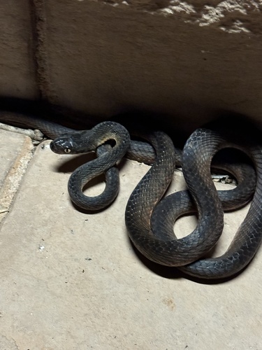 Brown Tree Snake sighting