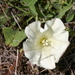 Calystegia collina oxyphylla - Photo 由 curiousgeorge61 所上傳的 (c) curiousgeorge61，保留所有權利