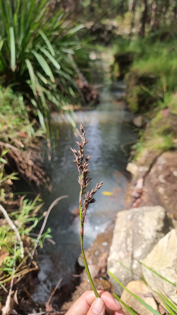 variable sword-sedge from Redbank Creek QLD 4312, Australia on April 27 ...