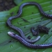 West Forest Caecilian - Photo (c) Iris Melgar, all rights reserved, uploaded by Iris Melgar