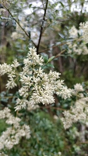 Cassinia subtropica F.Muell.