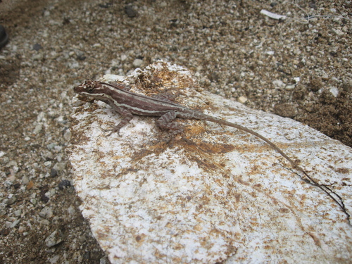 Taylor's Anole