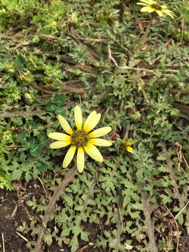 Capeweed