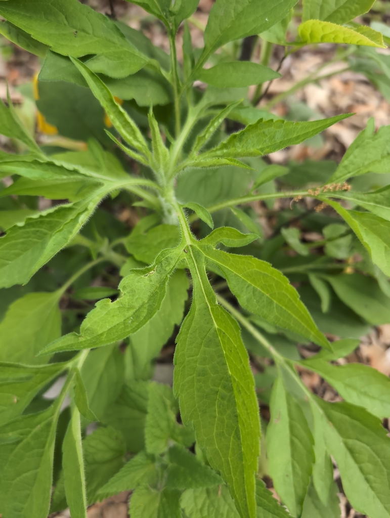 giant ragweed from MEADOWBRK FRM, KY 40223, USA on April 27, 2024 at 09 ...