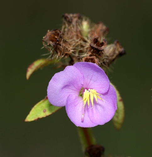 Osbeckia zeylanica