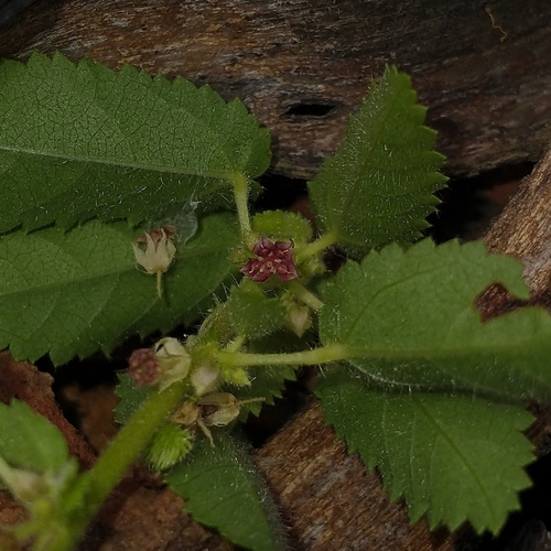 Ayenia erecta