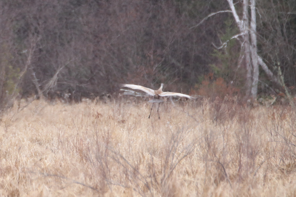 Treehaven Wisconsin Sandhill Crane from Treehaven, WI, USA on April 23, 2023 at 01:07 PM by ...