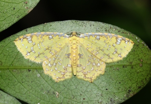 Polynesia sunandava