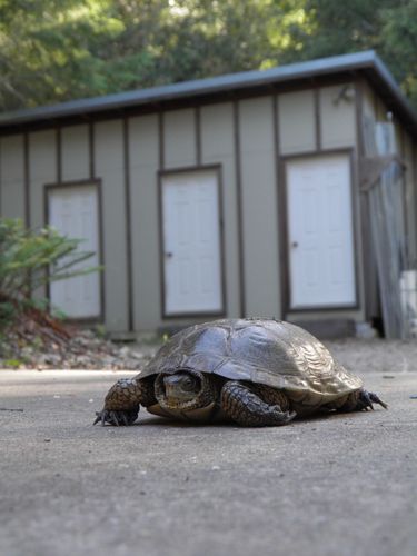 iNaturalist observation photo of Northwestern Pond Turtle