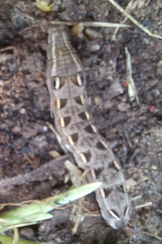 Small Verdant Hawkmoth