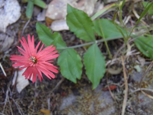 iNaturalist observation photo of cardinal catchfly