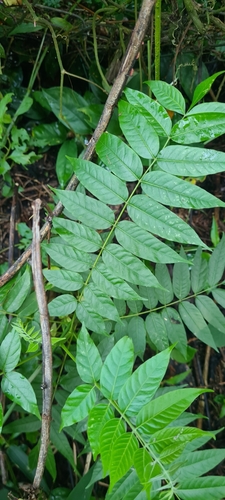 Cedrela fissilis - Leaves