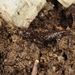 Iyoshima Salamander - Photo (c) oryzias4562, all rights reserved, uploaded by oryzias4562