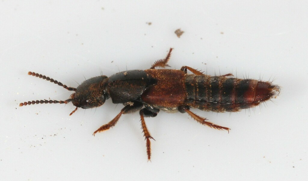 Cinnamon Rove Beetle from Coldspring, Baltimore, MD, USA on April 26 ...