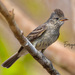 Northern Beardless-Tyrannulet - Photo (c) Enrique Giron, all rights reserved, uploaded by Enrique Giron
