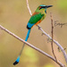 Turquoise-browed Motmot - Photo (c) Enrique Giron, all rights reserved, uploaded by Enrique Giron