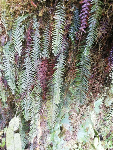 Ascogrammitis athyrioides