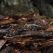 Tortoiseshell Salamander - Photo (c) oryzias4562, all rights reserved, uploaded by oryzias4562