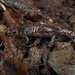 Tortoiseshell Salamander - Photo (c) oryzias4562, all rights reserved, uploaded by oryzias4562