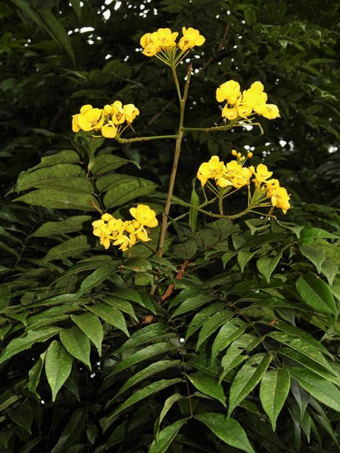 whitebark senna