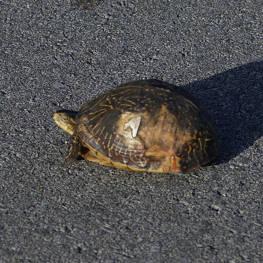 Florida Box Turtle from Everglades National Park, Florida, United ...