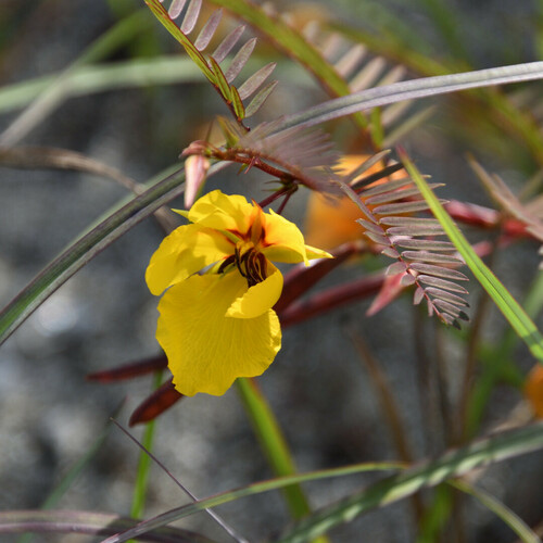 Florida Keys sensitive pea (Chamaecrista deeringiana)