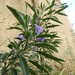 Solanum nitidum - Photo (c) Laura Eliana, all rights reserved, uploaded by Laura Eliana