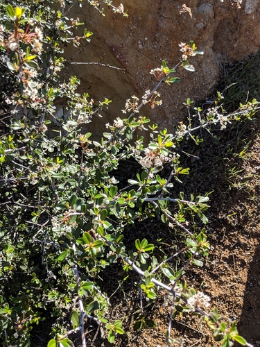 iNaturalist observation photo of bigpod ceanothus