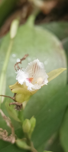 Comparettia newyorkorum