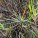 Paspalum serpentinum - Photo (c) Marine Trillat, todos los derechos reservados, subido por Marine Trillat