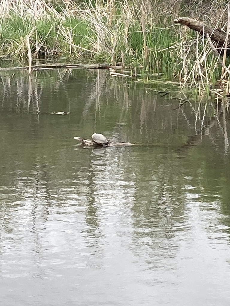 Painted Turtle from N 114th Ave, Omaha, NE, US on April 27, 2024 at 02: ...