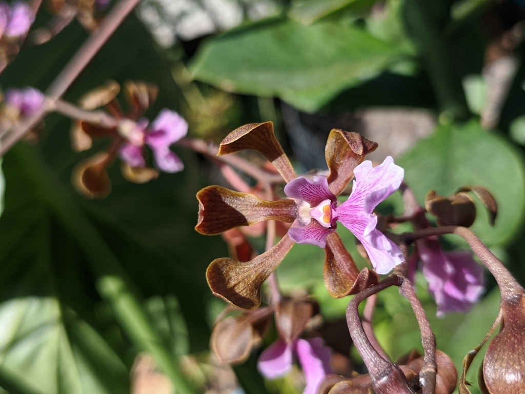 Encyclia hanburyi