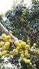 Tahitian Gooseberry Tree - Photo (c) Sofía, all rights reserved, uploaded by Sofía
