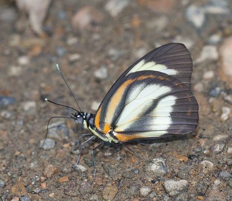 Cunizza hirlanda (Stoll, 1790)