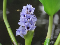 Eichhornia azurea image