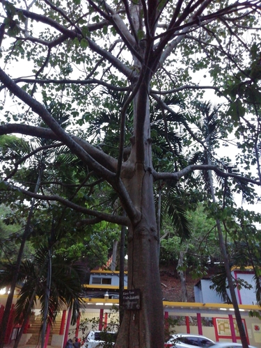 Sterculia apetala - Whole tree