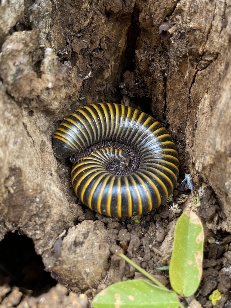 Spirobolus bungii from Manuel Cepeda Peraza, Manuel Cepeda Peraza, Yuc ...