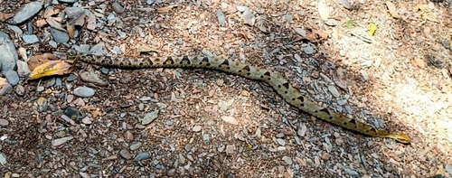 Bothrops monsignifer