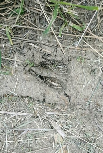 iNaturalist observation photo of Animals