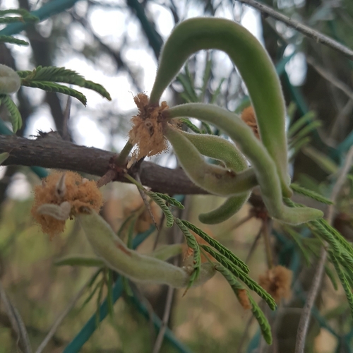 Schaffner's acacia