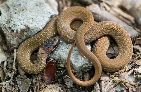 Northern Redbelly Snake (Reptiles and Amphibians of Hot Springs ...