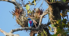 Cotinga amabilis image