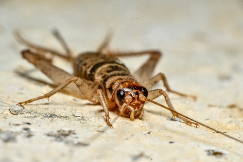Tropical House Cricket