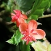 Begonia urticae - Photo (c) llimi sanchez, όλα τα δικαιώματα διατηρούνται, uploaded by llimi sanchez