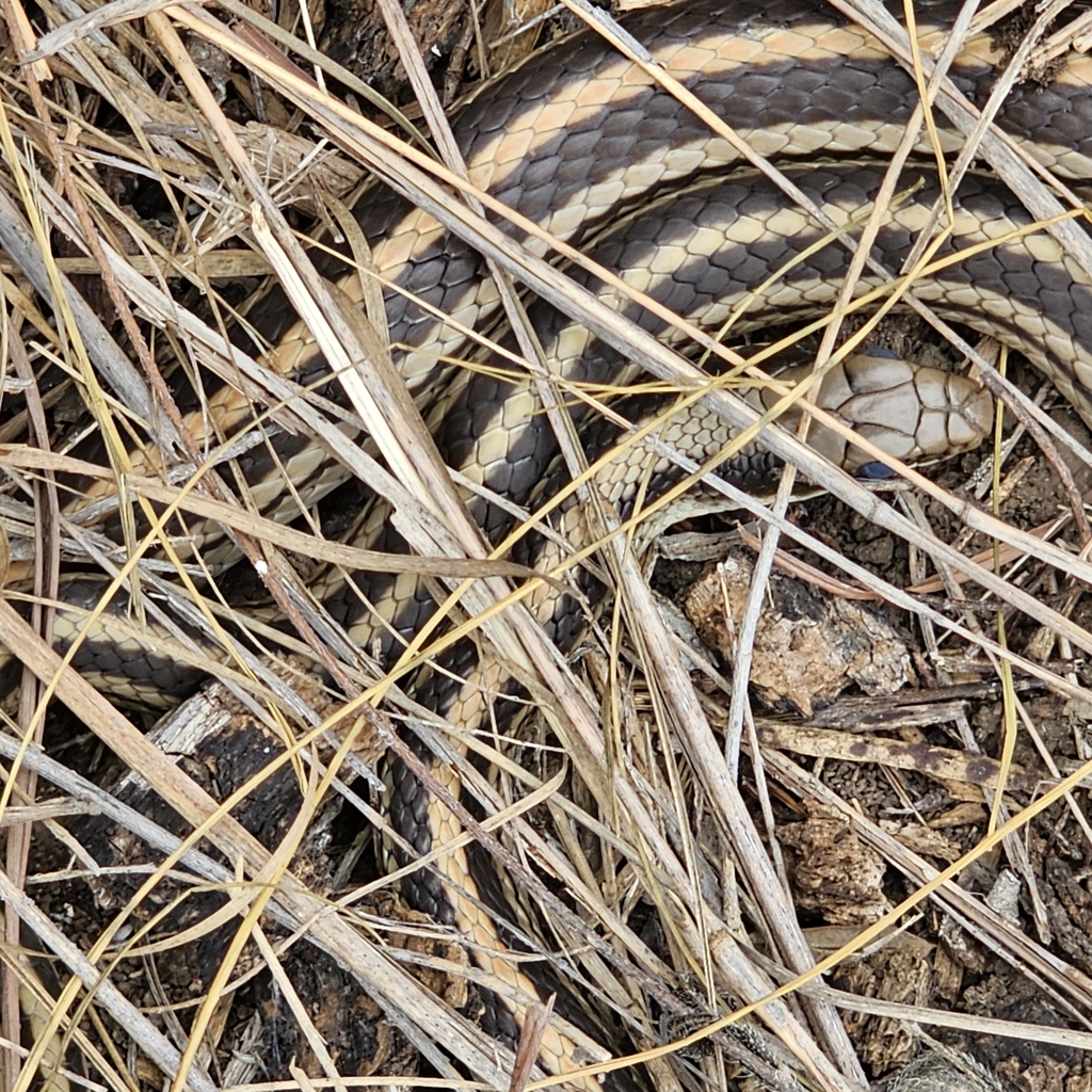 Texas Patch-nosed Snake from San Antonio, TX 78257, USA on April 27 ...